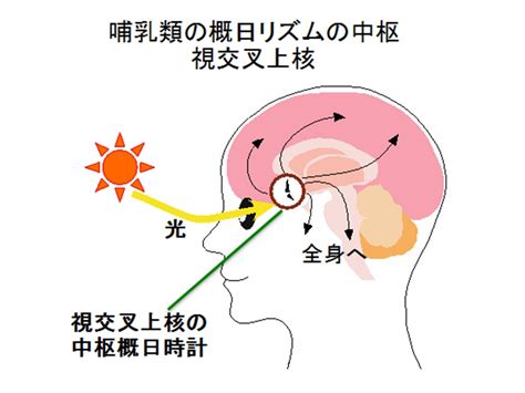 視交叉城郭|中枢神経による概日リズムの 視交叉上核の役割を中心に